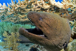 Giant Moray on Shark Reef, Nauticam NA-D7000, 10-17mm Tok... by Alex Tattersall 